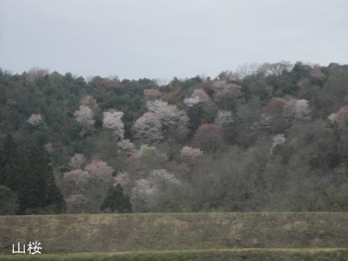 20130406-3.jpg