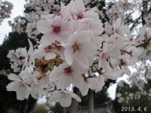 20130406-5.jpg