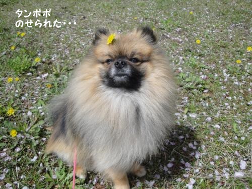 20130407hiru-1.jpg