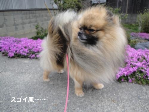 20130407hiru-2.jpg