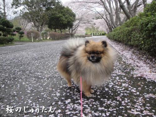 20130407hiru-3.jpg
