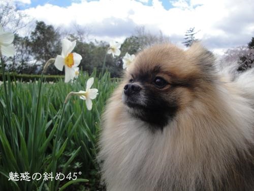 20130407hiru-7.jpg