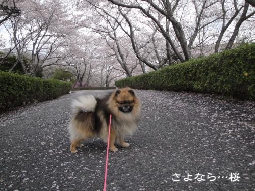 20130407hiru-8.jpg