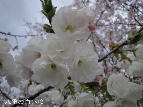 20130407pm-10.jpg