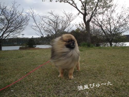 20130407pm-7.jpg