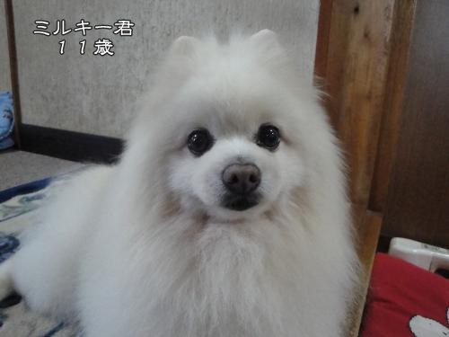20130413-1.jpg