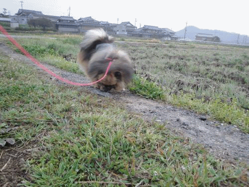 20130409アニメ