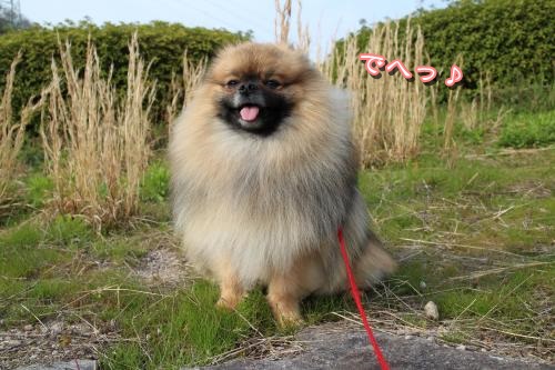 20130414pm-4.jpg