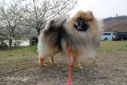 20130414pm-9.jpg