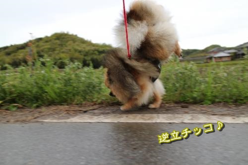20130421-4.jpg