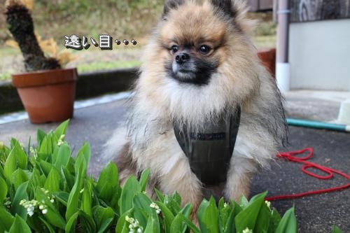 20130421-9.jpg