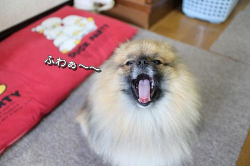 20130421niji-3.jpg