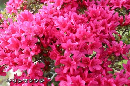 20130421pm-13.jpg