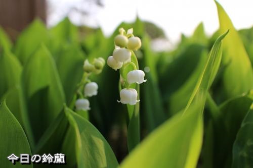 20130426-6.jpg