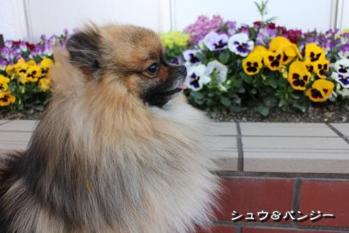 20130426pm-7.jpg