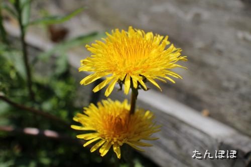 20130430-3.jpg