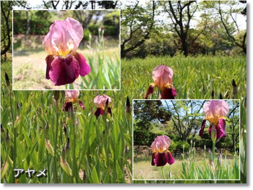 20130505アヤメ