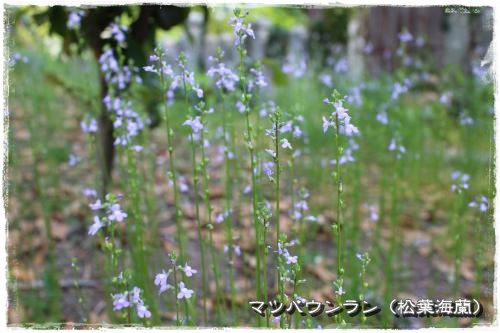 20130526hn-1.jpg