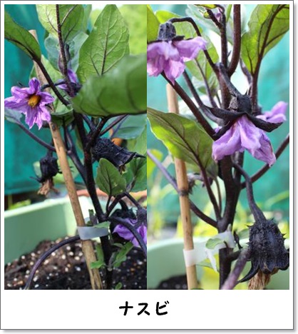 20130526yasai-1.jpg