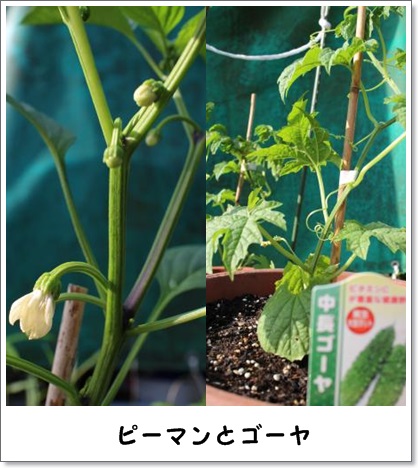 20130526yasai-2.jpg