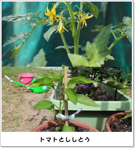 20130526yasai-3.jpg