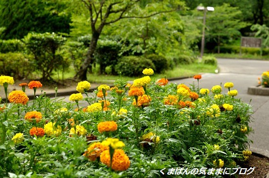 Nikon_20130630_142024.jpg
