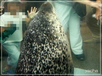 20120813京都水族館2