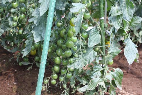 IMG_2579_convert_20120624205013.jpg