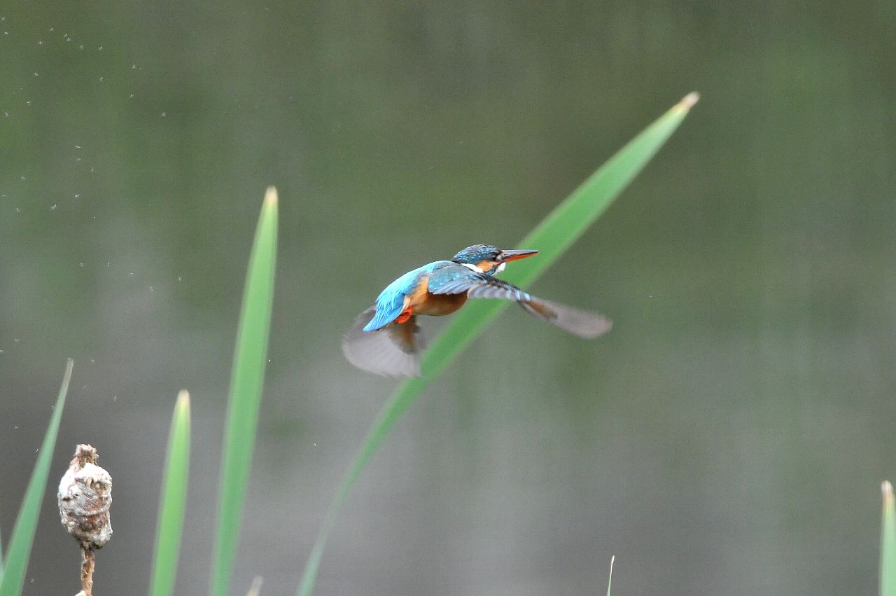 DSC_1532cb.jpg