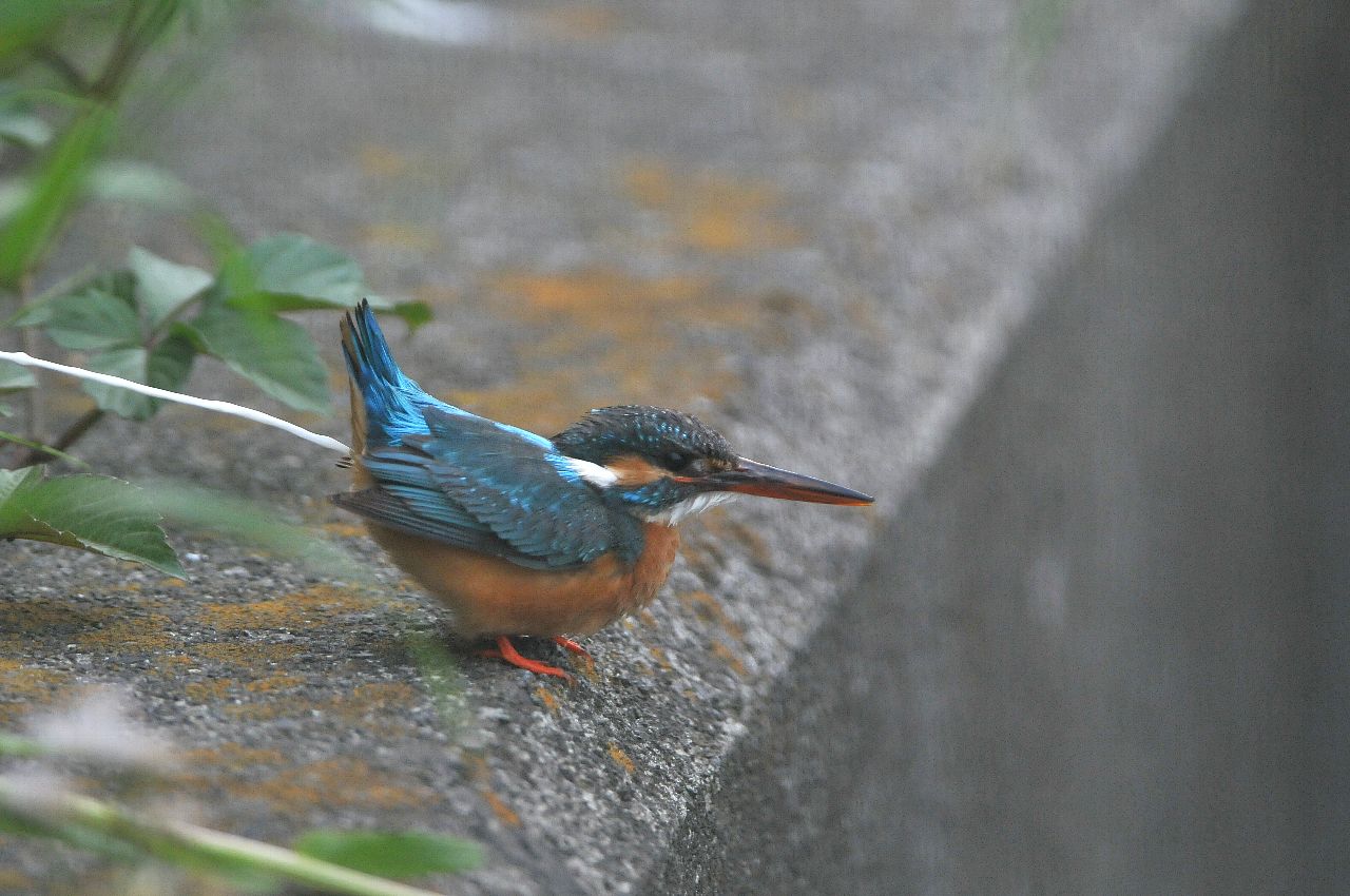 DSC_1677cb.jpg