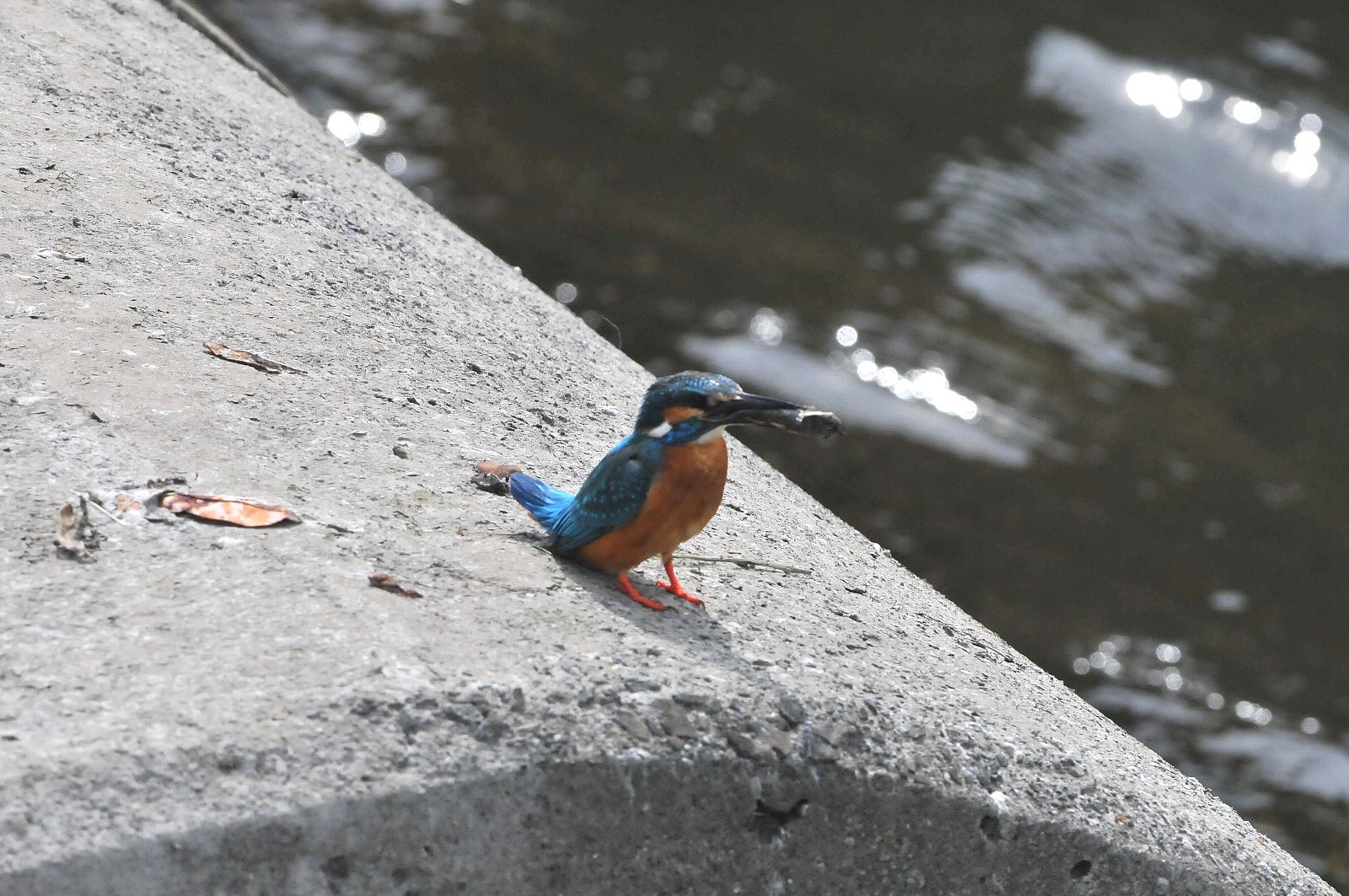 DSC_1872cc.jpg