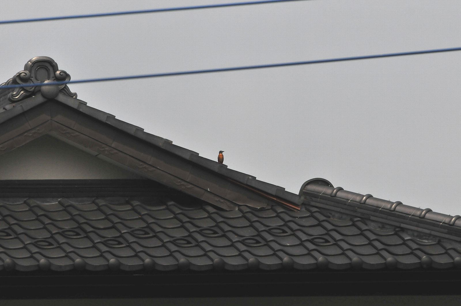 DSC_1919cc.jpg