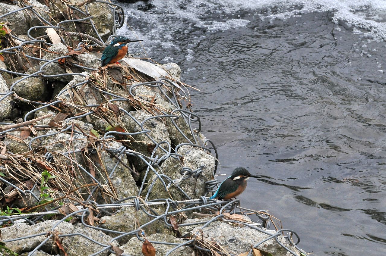 DSC_1968cb.jpg