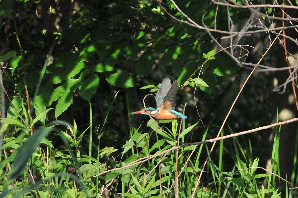DSC_2160ca.jpg