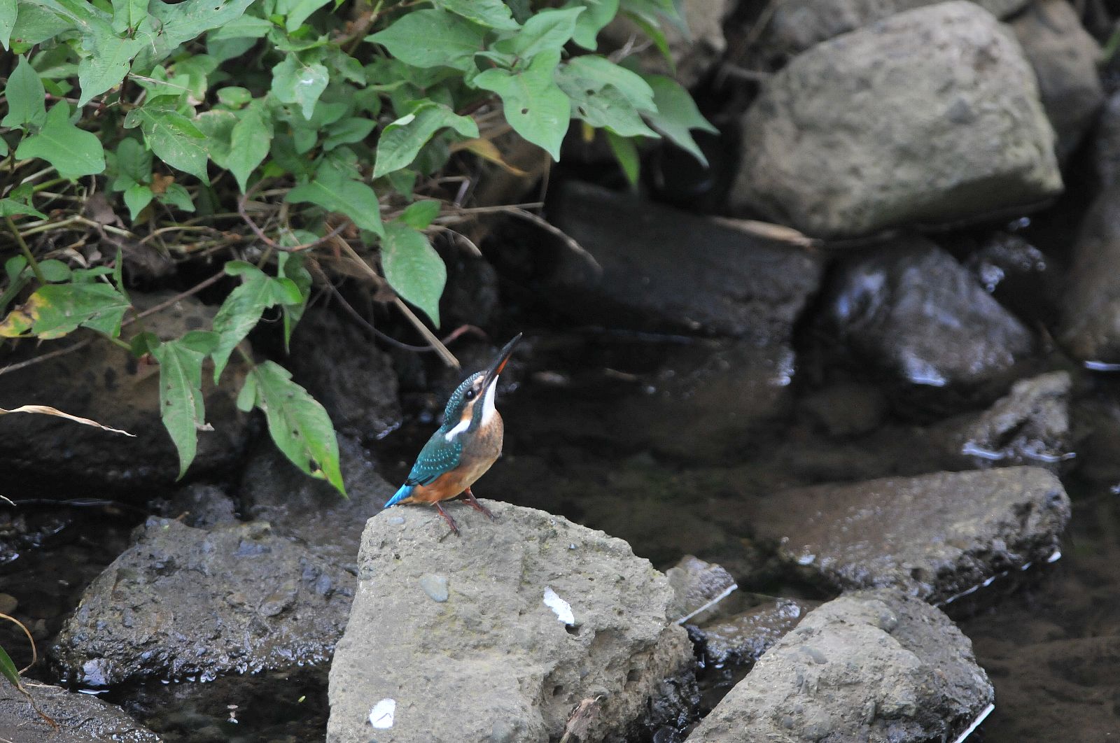 DSC_2269cc.jpg