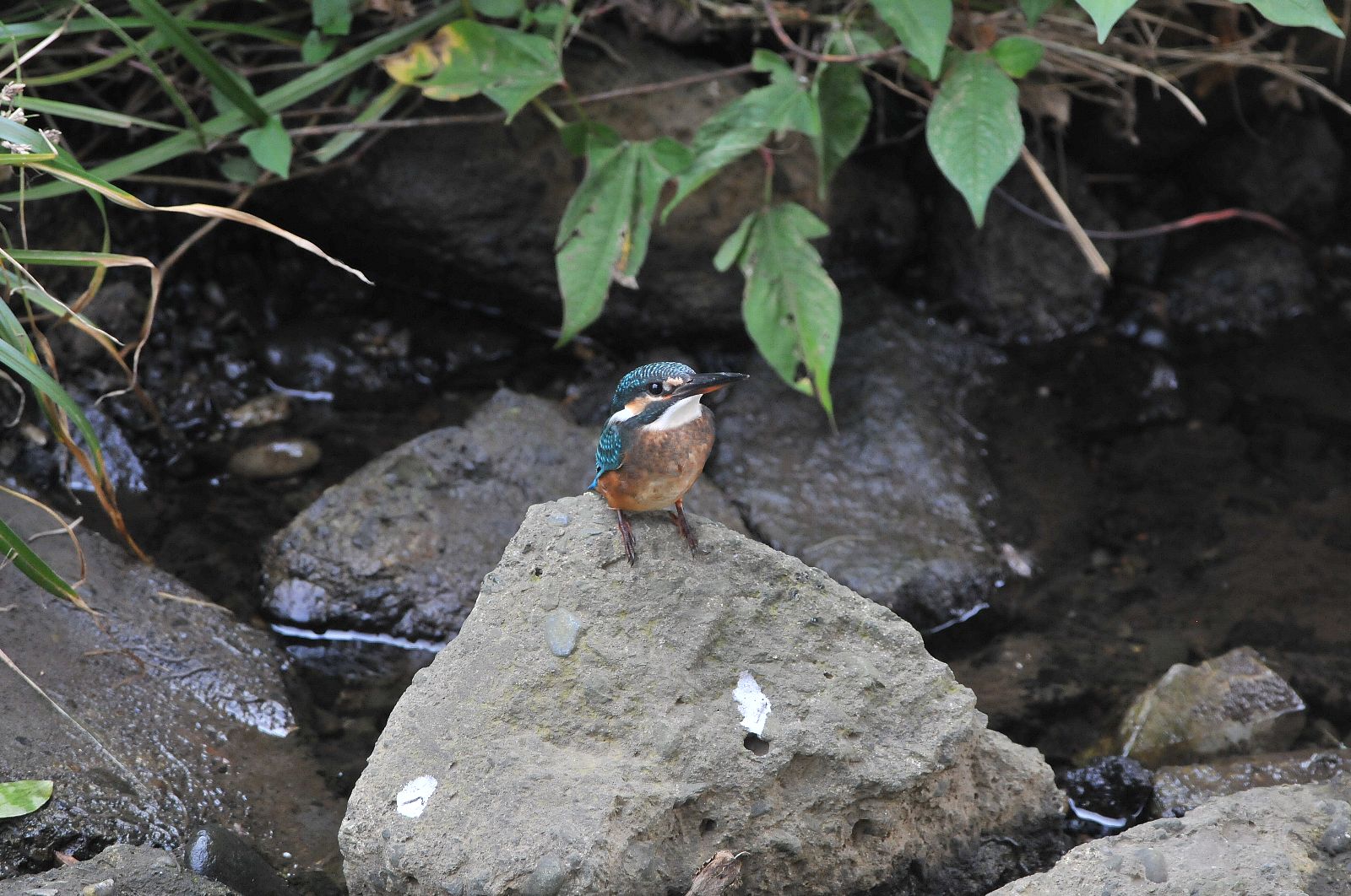 DSC_2285cc.jpg