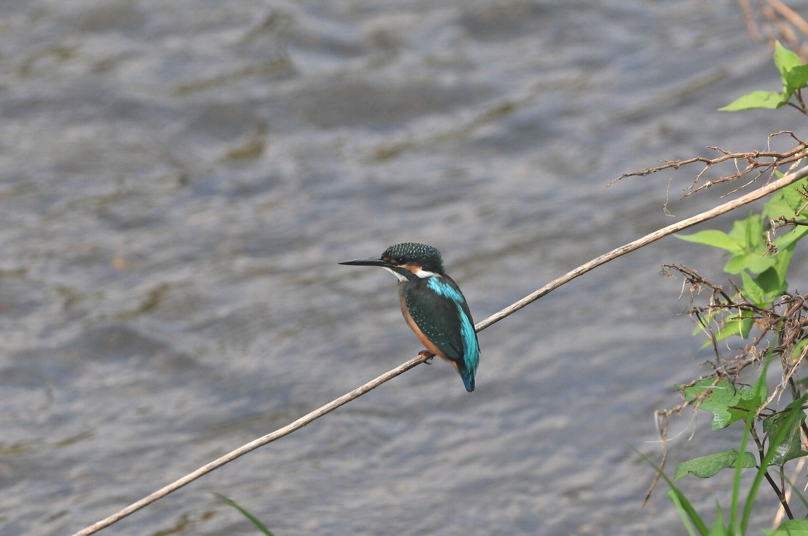 DSC_2298cc.jpg