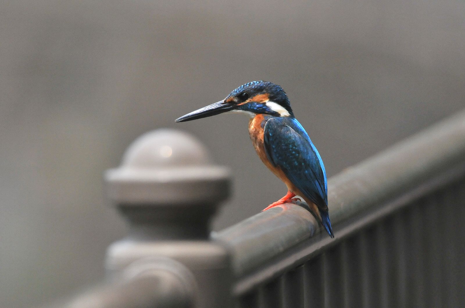 DSC_2352cc.jpg
