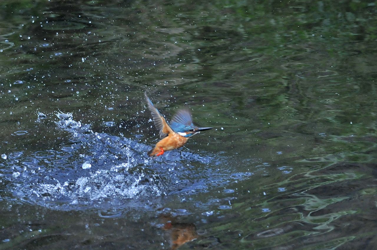 DSC_2515cb.jpg