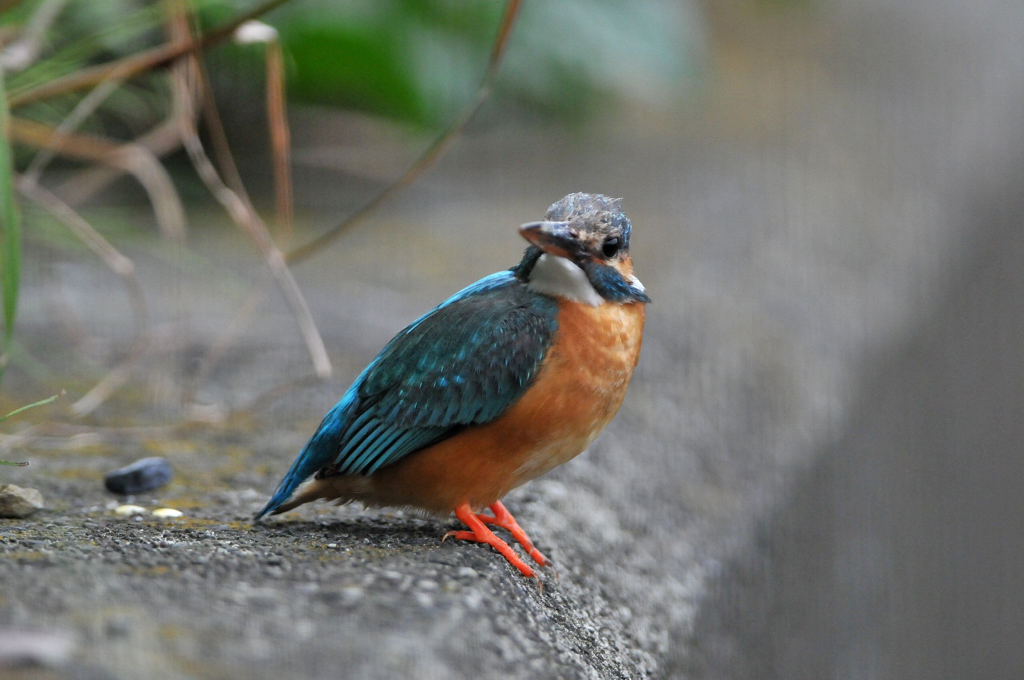 DSC_6503cc.jpg