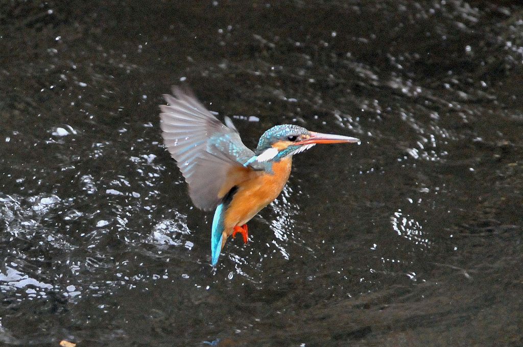 DSC_6588ca.jpg
