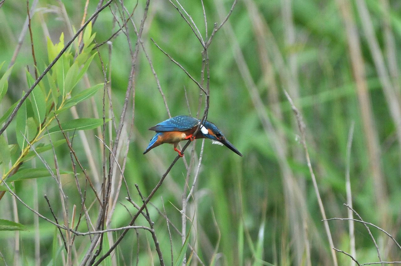 DSC_6923cb.jpg