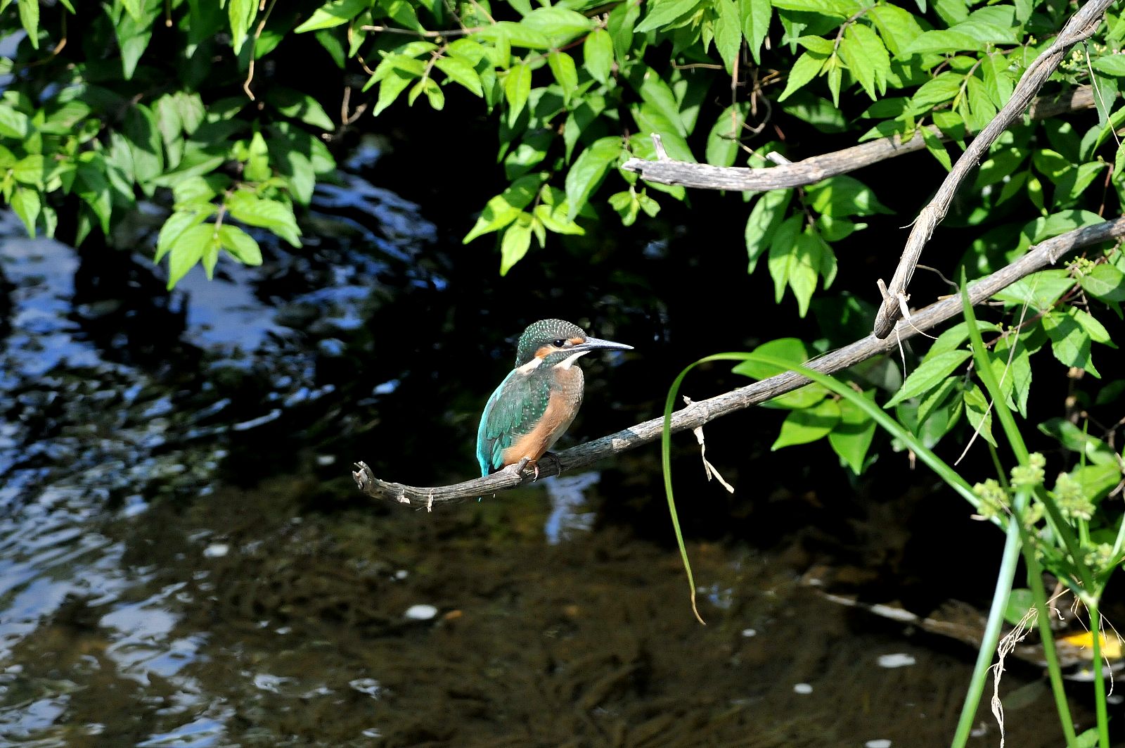 DSC_7059cc.jpg