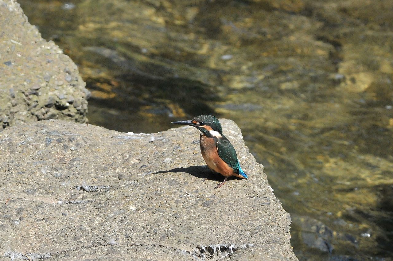 DSC_7149cb.jpg