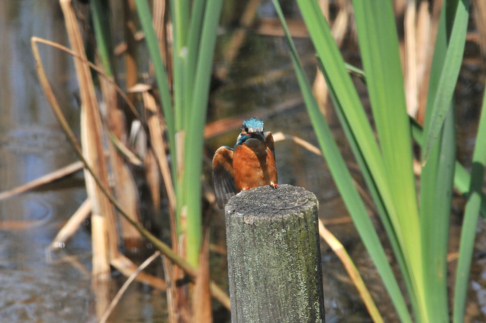 DSC_7191cc.jpg