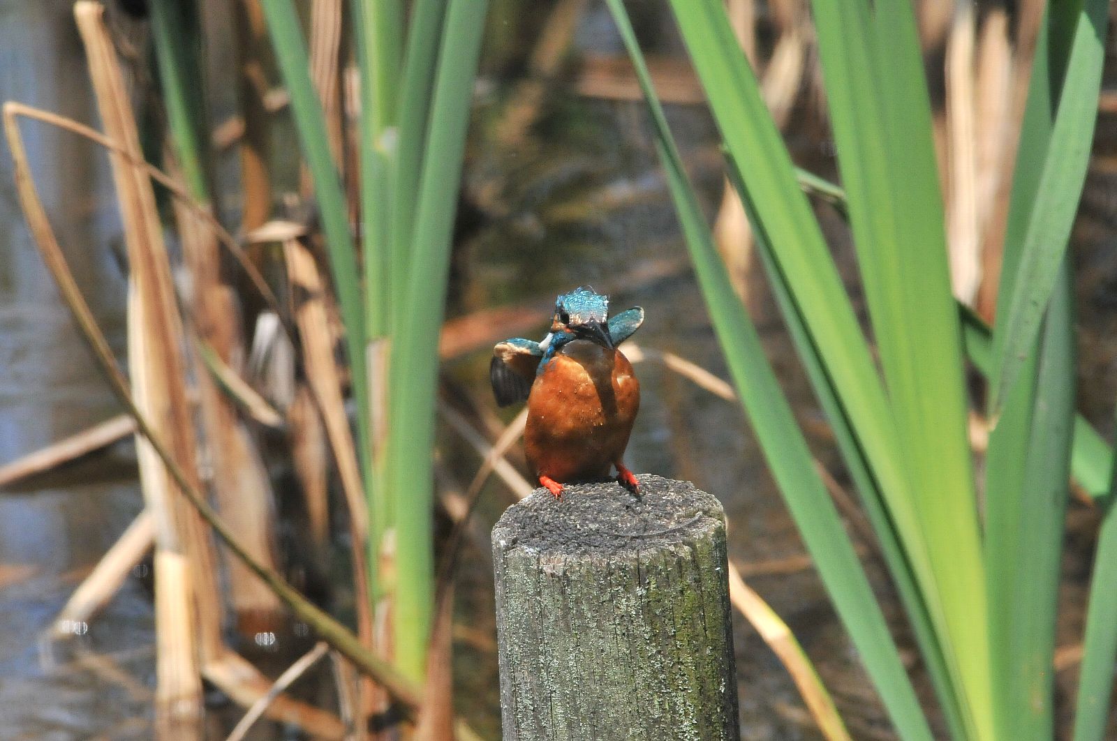 DSC_7192cc.jpg