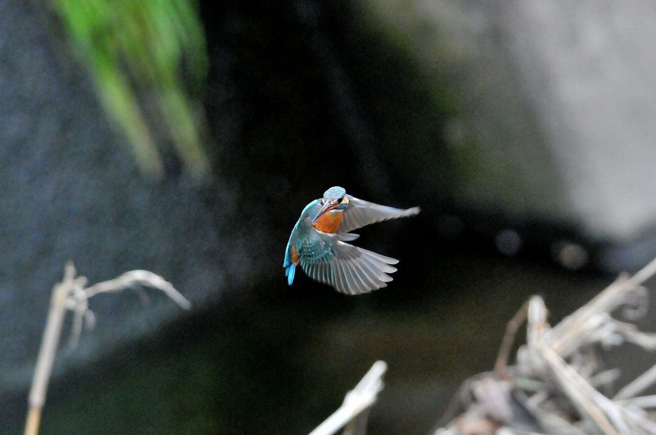 DSC_7446cb.jpg