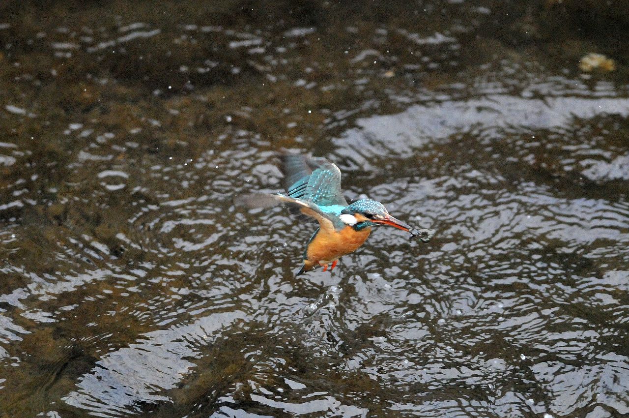 DSC_7505cb.jpg