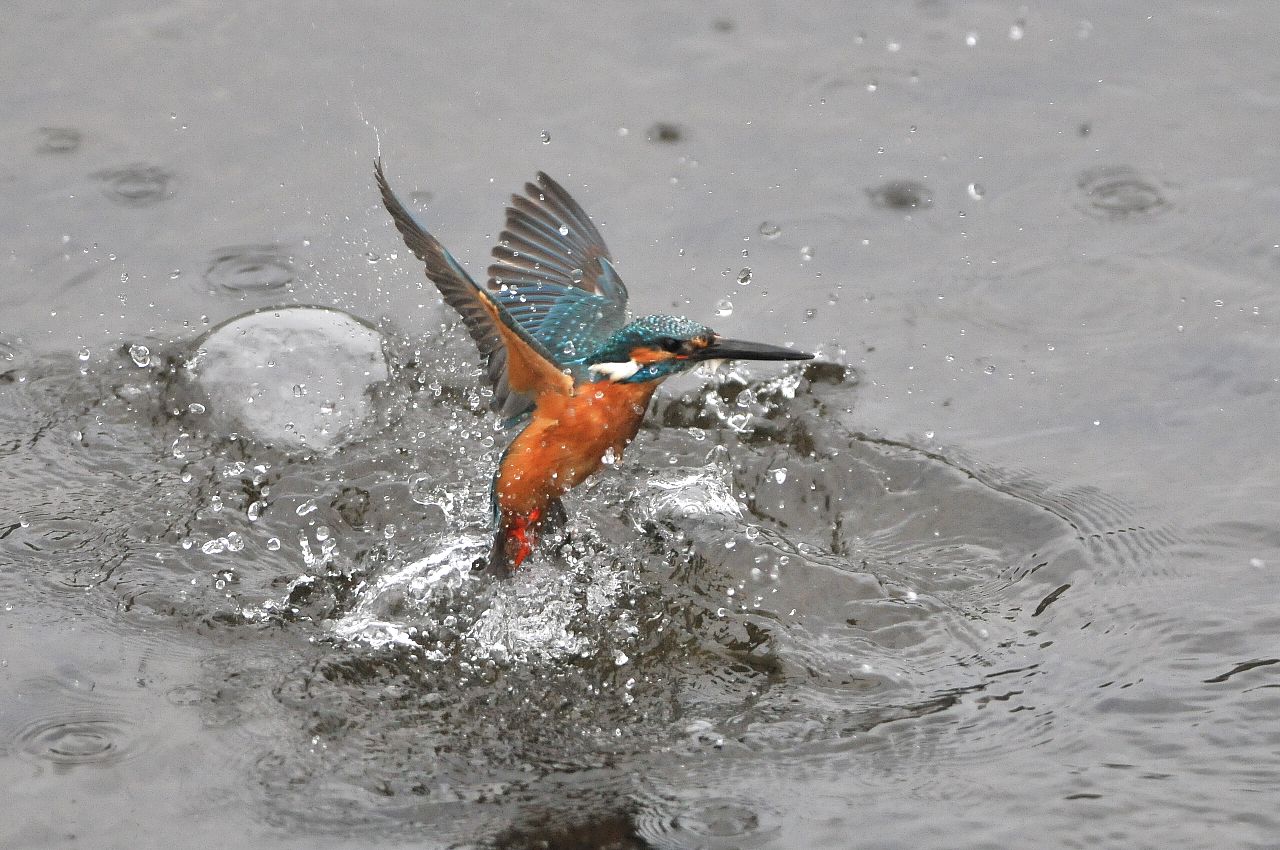DSC_7992cb.jpg