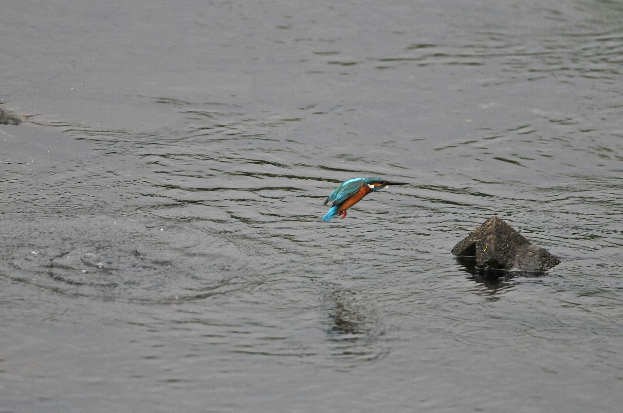 DSC_8066cb.jpg